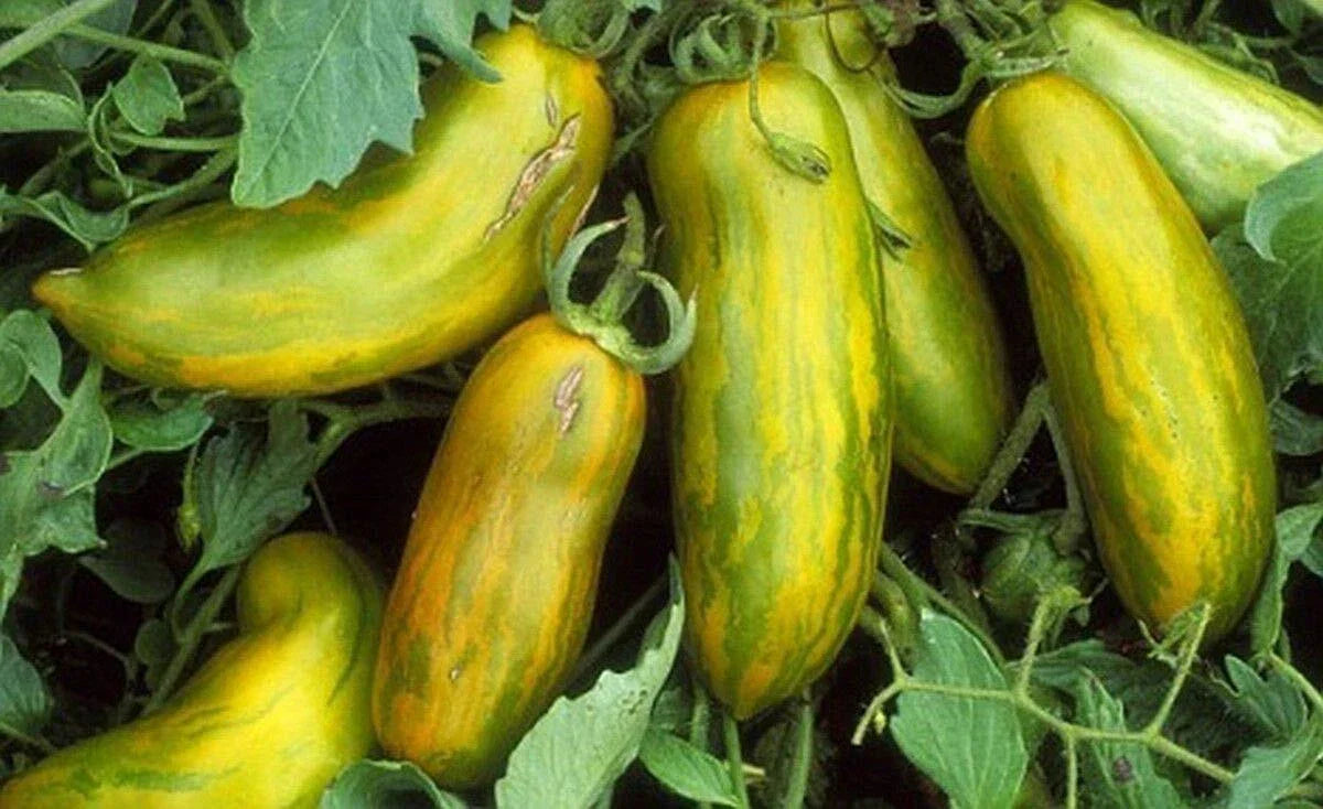 Green Sausage Tomato Seeds - Heirloom Non-GMO Pasting Variety