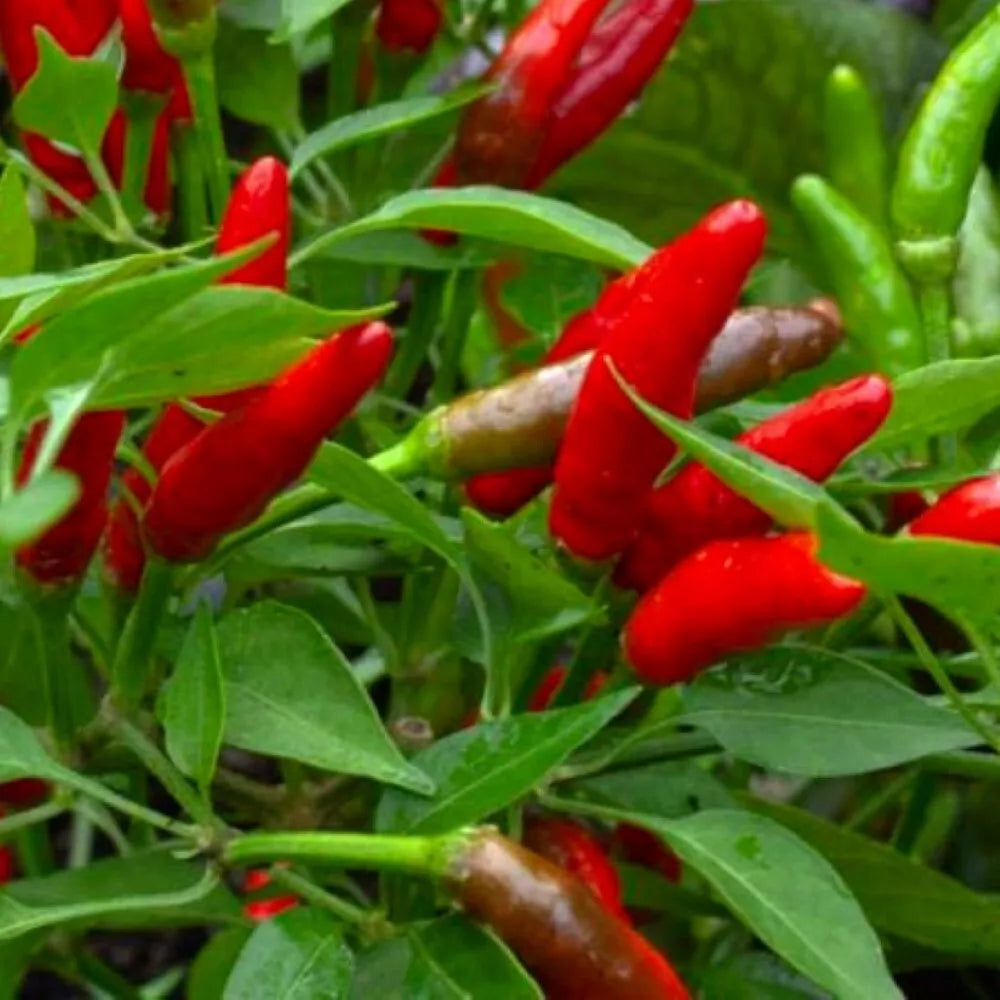 Bird's Eye Chili Pepper Seeds - Heirloom NON-GMO Capsicum annuum, Hot Peppers, Compact Growth, Small Peppers, Garden Seeds