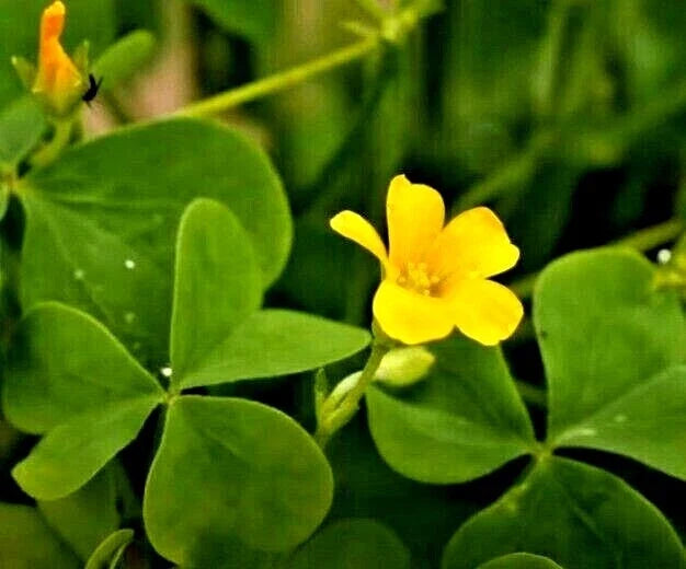 Yellow Wood Sorrel Seeds - Organic Lemon Clover (Oxalis stricta) 100 Seeds for Edible Herb & Garden Bed