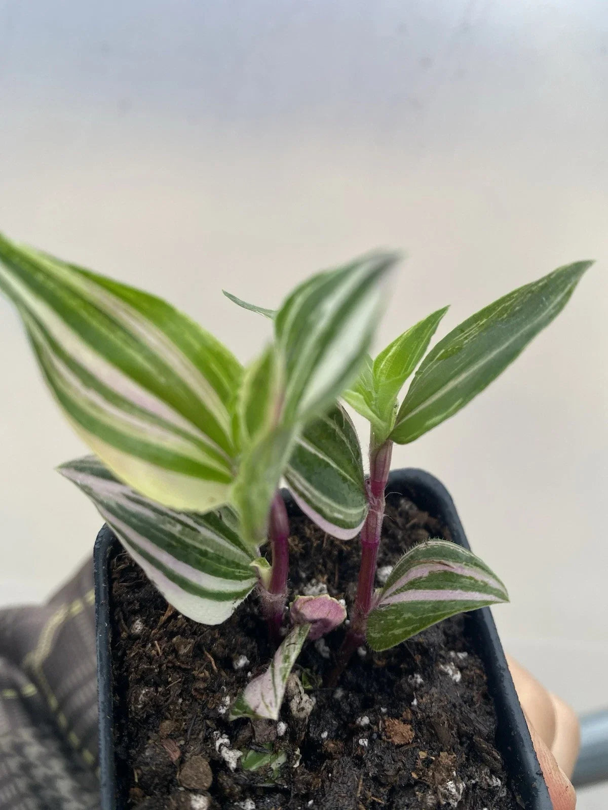 Tradescantia Tricolor Live Houseplant in 2" Pot, Variegated Green Pink White, Tradescantia fluminensis