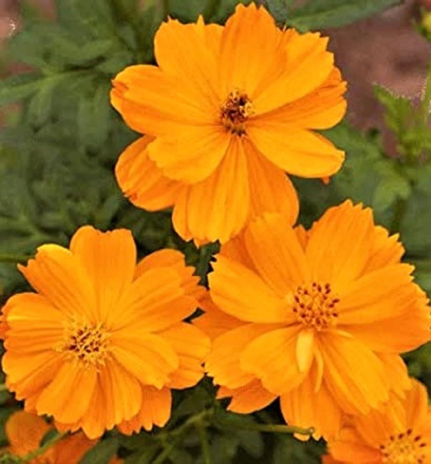 Cosmos Gold Dwarf Sulphur Seeds - 80+ Easy Grow Annual Flower for Borders & Containers - Cosmos sulphureus