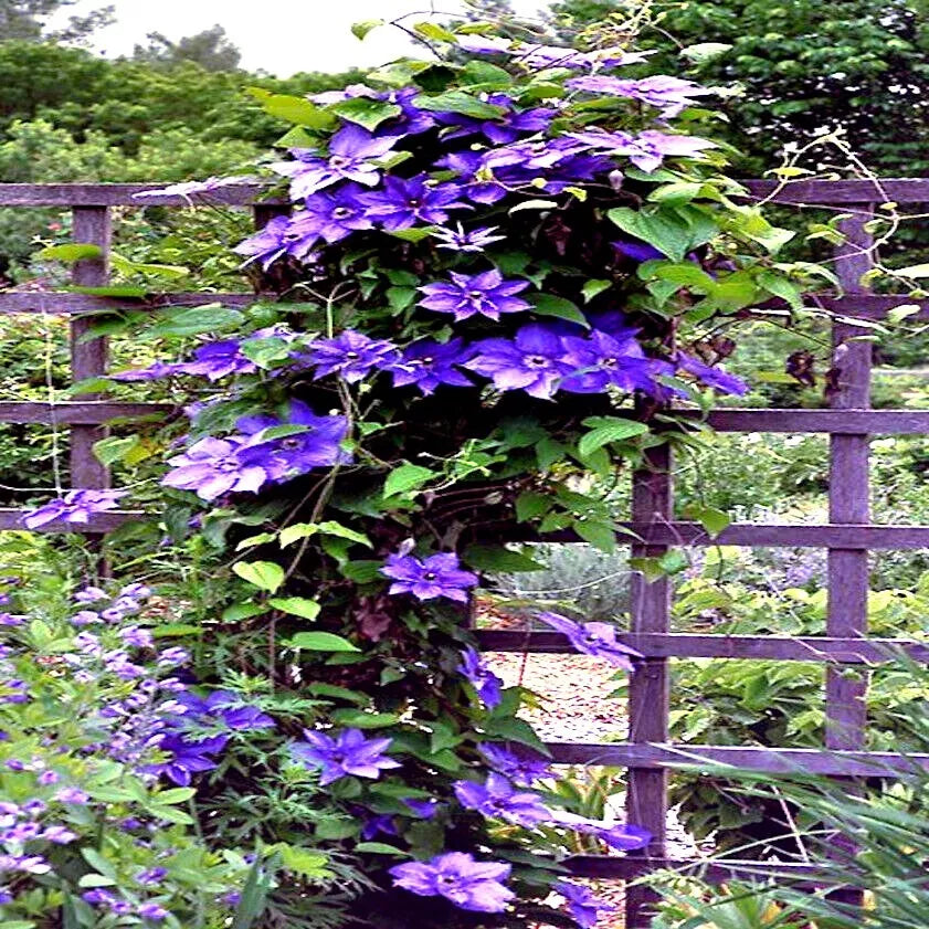 Blue Downy Clematis Seeds - 20 Hybrid Clematis macropetala Seeds for Hardy Climbing Vine