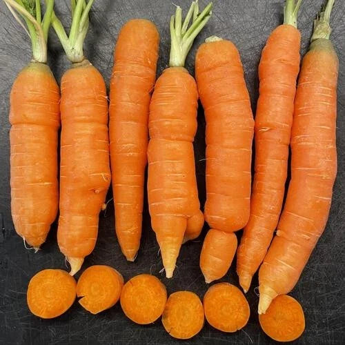 Mokum Carrot Seeds - 1000+ Pack Non-GMO Daucus carota for Home Garden, Raised Beds & Containers