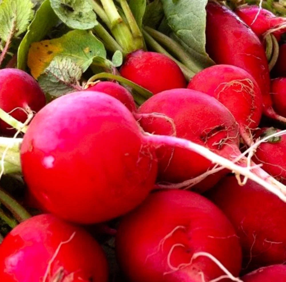 Crimson Giant Radish Seeds | Non-GMO Heirloom | Fresh Garden Seeds | Raphanus sativus