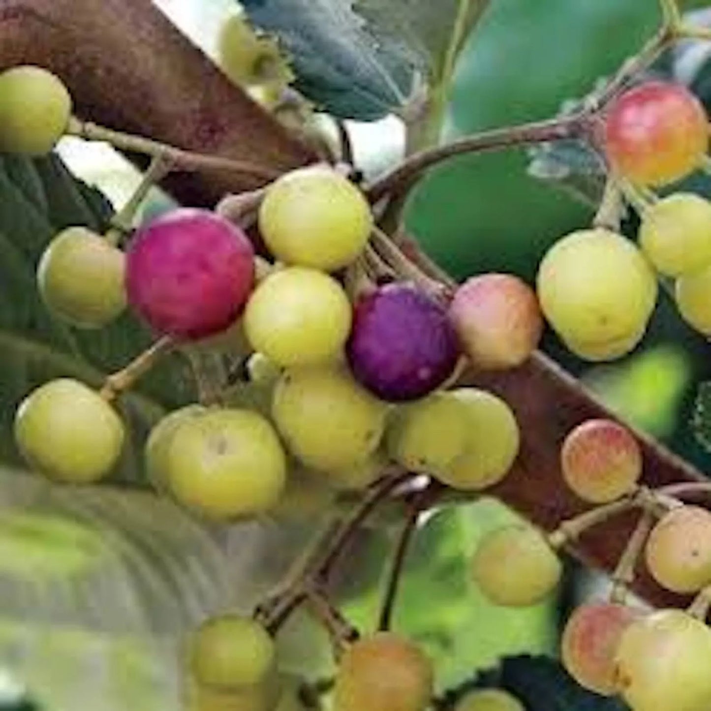 Sherbet Berry Plant - 10 Starter Grewia asiatica Edible Fruit Drought-Tolerant Shrub Indoor Outdoor Garden