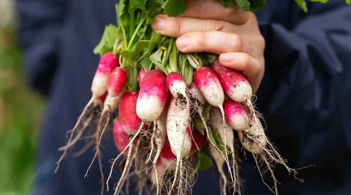 French Breakfast Radish Seeds - 500+ Pack, Non-GMO, Raphanus sativus, Garden Variety, Fast-Growing, USA Grown