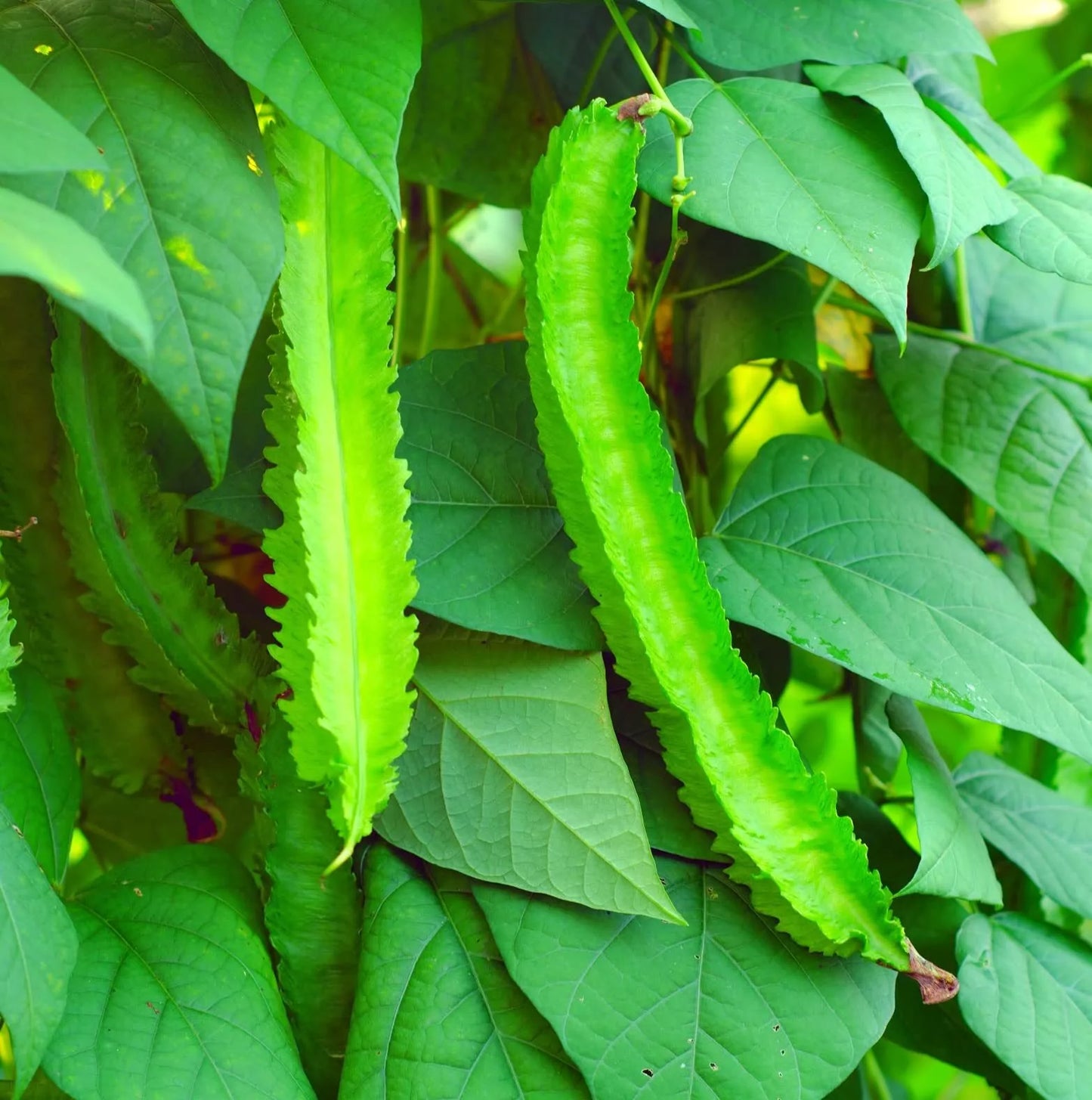 Wing Bean Seeds - 20 Pack, Exotic Asian Edible Pods, Psophocarpus tetragonolobus, Climbing Vine, Easy to Grow Vegetable