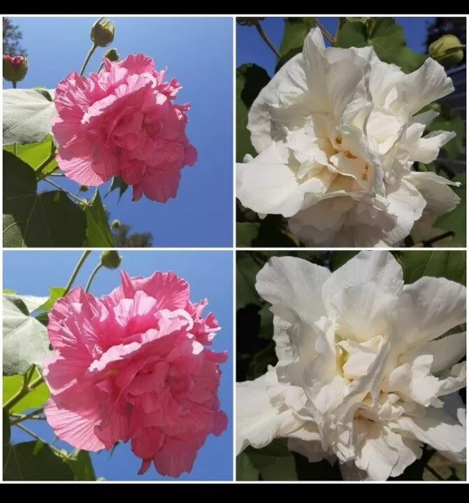 Cotton Rose Cuttings 4 Pack - Color Changing Flowers Hibiscus mutabilis White to Pink Garden Plant