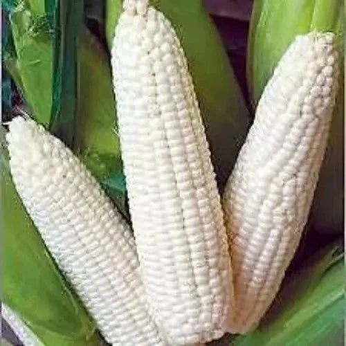 Non-GMO Heirloom White Corn Seeds - 120+ Truckers Favorite - Organic Gardening Seeds