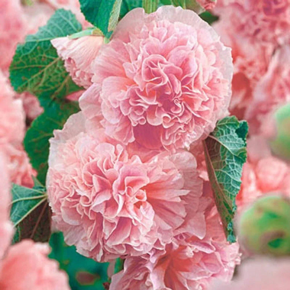 Double Pink Hollyhock Seeds - 25 Perennial Alcea rosea Seeds - US Seller