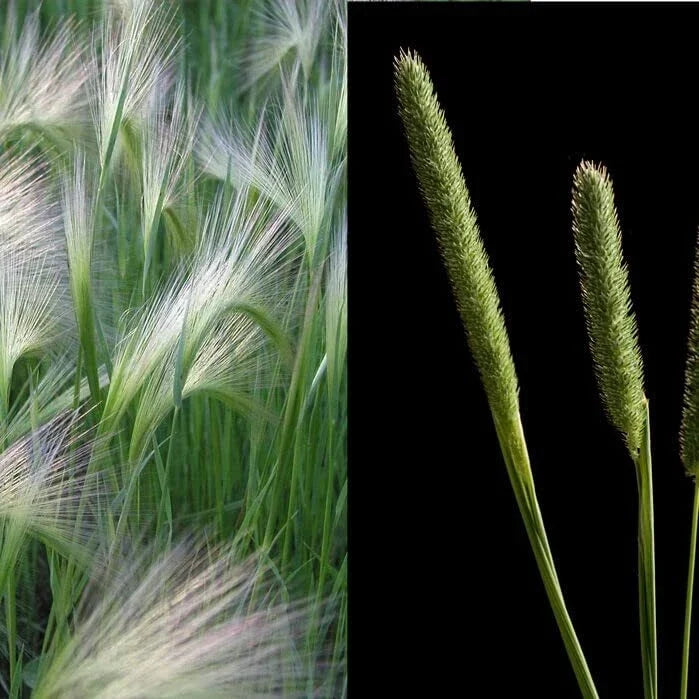 Creeping Meadow Foxtail Seeds - 250+ Pack for Landscaping, Natural Meadow, Alopecurus myosuroides, Drought-Tolerant, Pollinator-Friendly