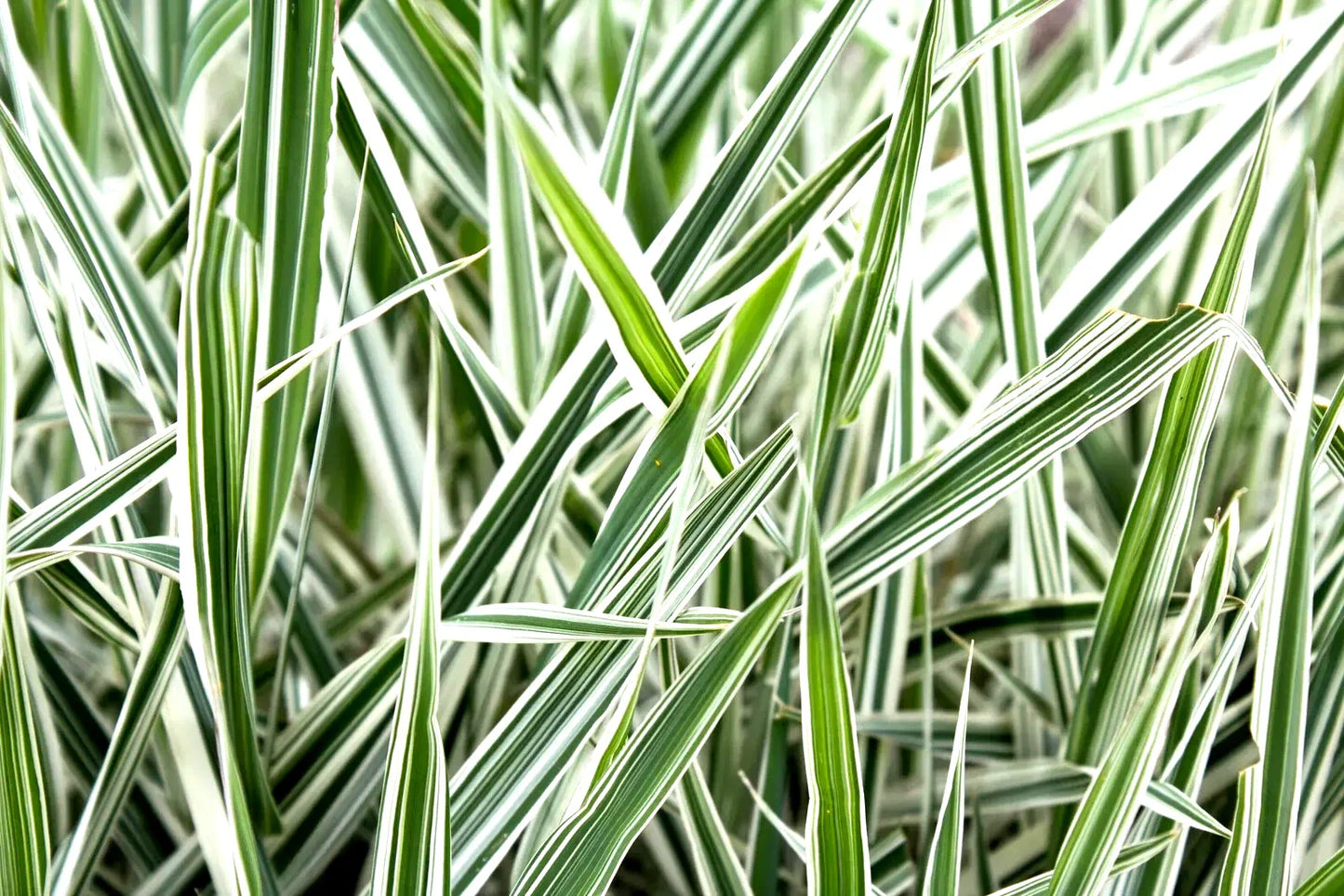 Ribbon Grass Plants - 10 Root Divisions - Strawberry & Cream Variegated Foliage - Hardy Phalaris arundinacea Ground Cover