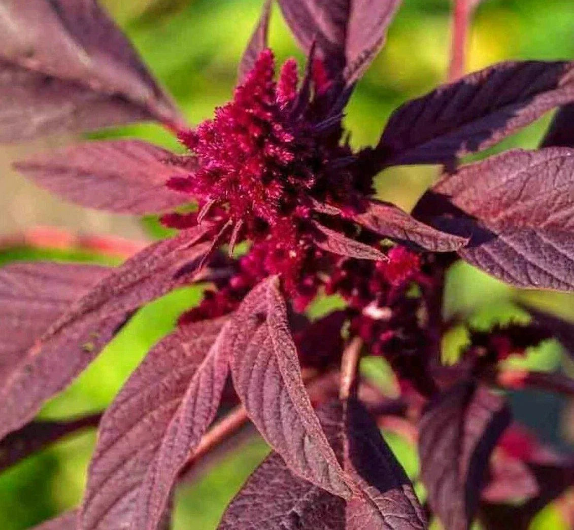 Amaranth Seeds 1000+ Red Garnet - Non-GMO Microgreens Herb