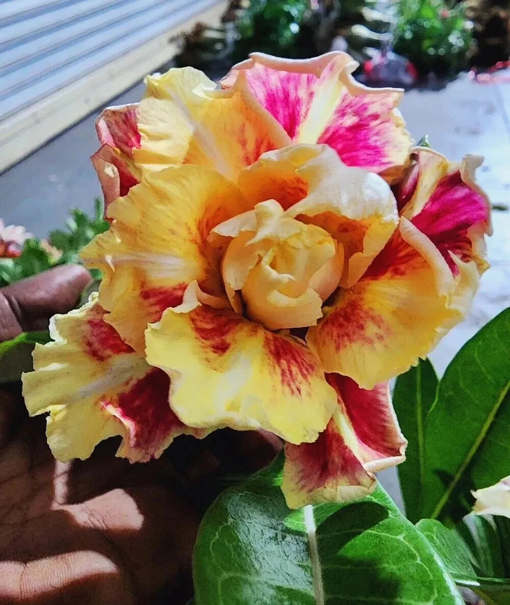 Desert Rose Plant Seedling 4-6 Inches Venus Adenium Obesum Rooted Succulent for Indoor Outdoor Gardening