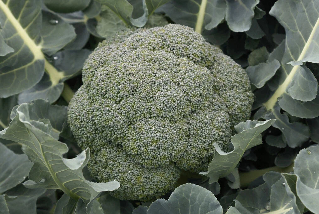 Godzilla Broccoli Seeds - Non-GMO Vegetable Seeds for Home Garden - Brassica oleracea var. italica
