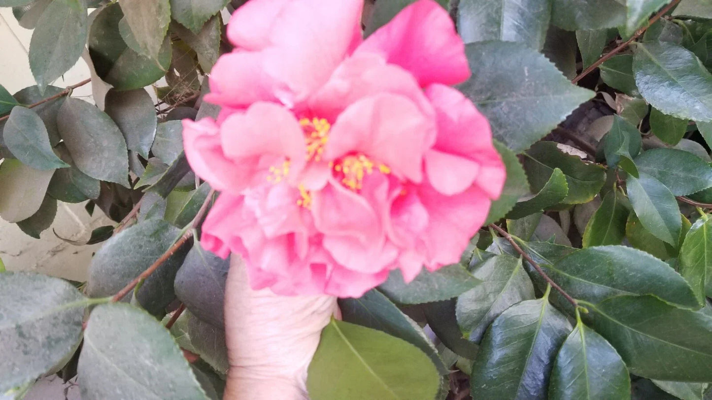 Large Light Red Camellia Blooms - Eight Stem Cuttings - Camellia japonica