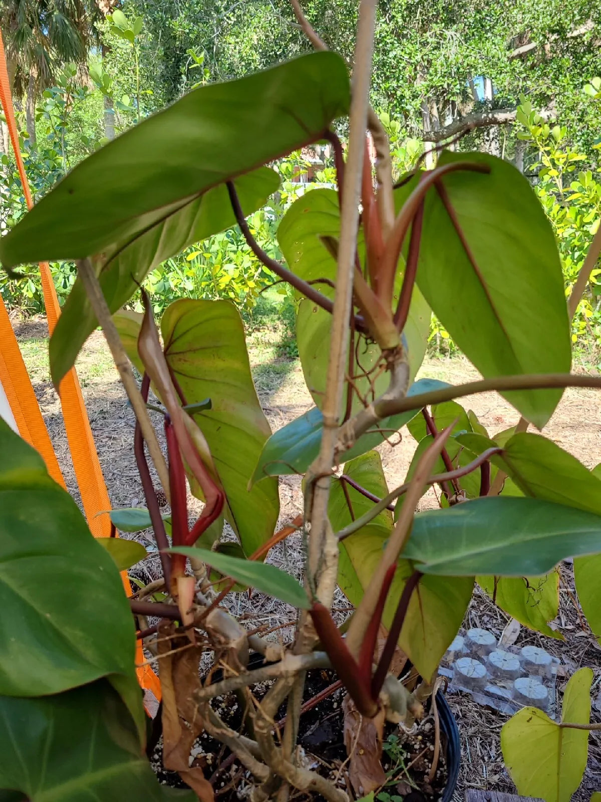 Philodendron Red Emerald Cutting 7-10 Inches Tall Indoor Climbing Plant