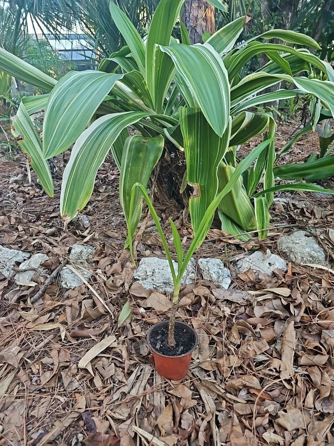 Crinum Lily Asiaticum Colossal Giant White Spider Variegated Live Plant 4” Pot
