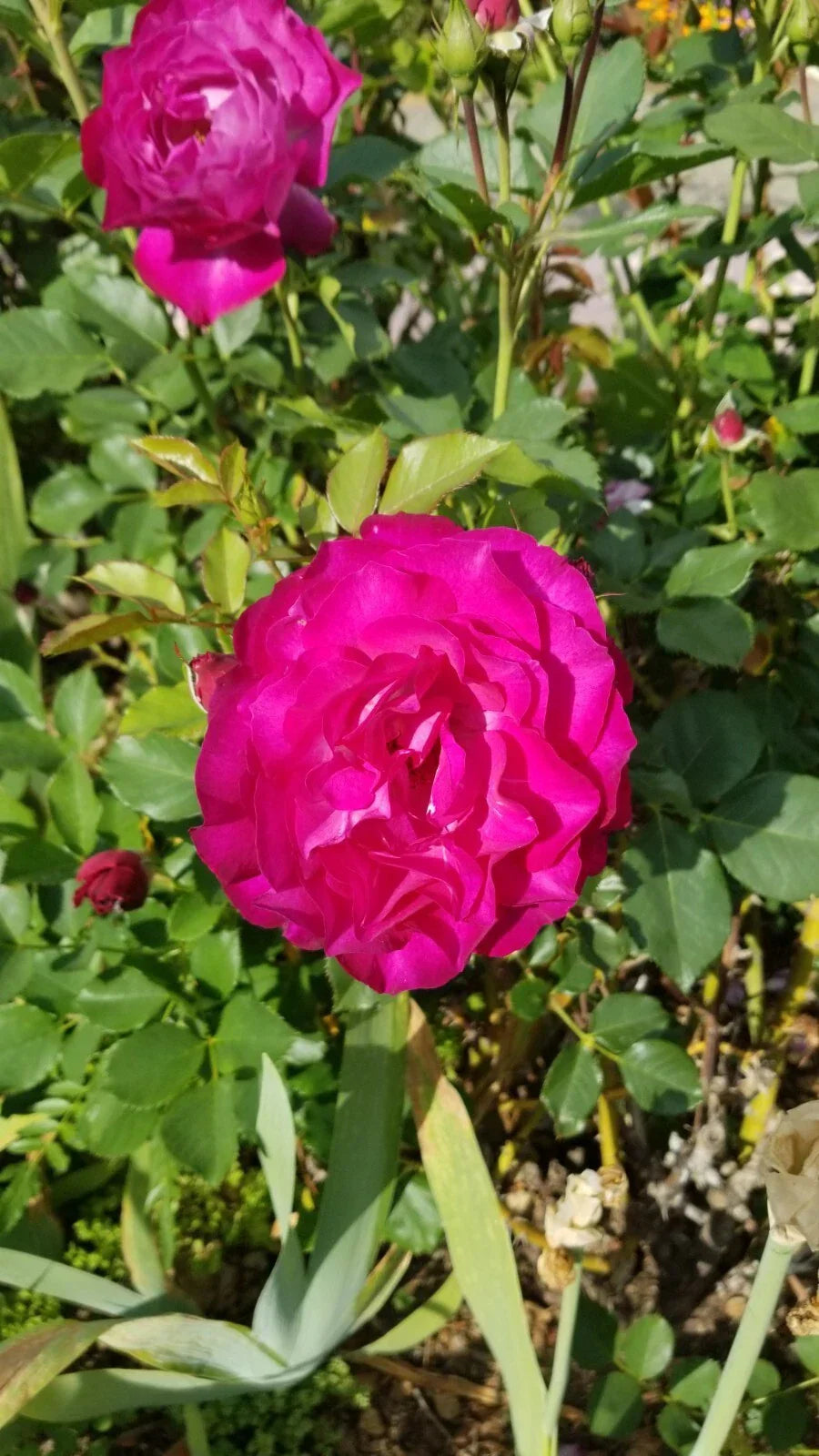 Frilly Rose Cuttings - 3 Almost Purple Live Plants | Rosa spp.
