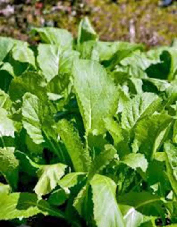 Mustard Greens Seeds - Heirloom Non-GMO Brassica juncea, 100 Seeds