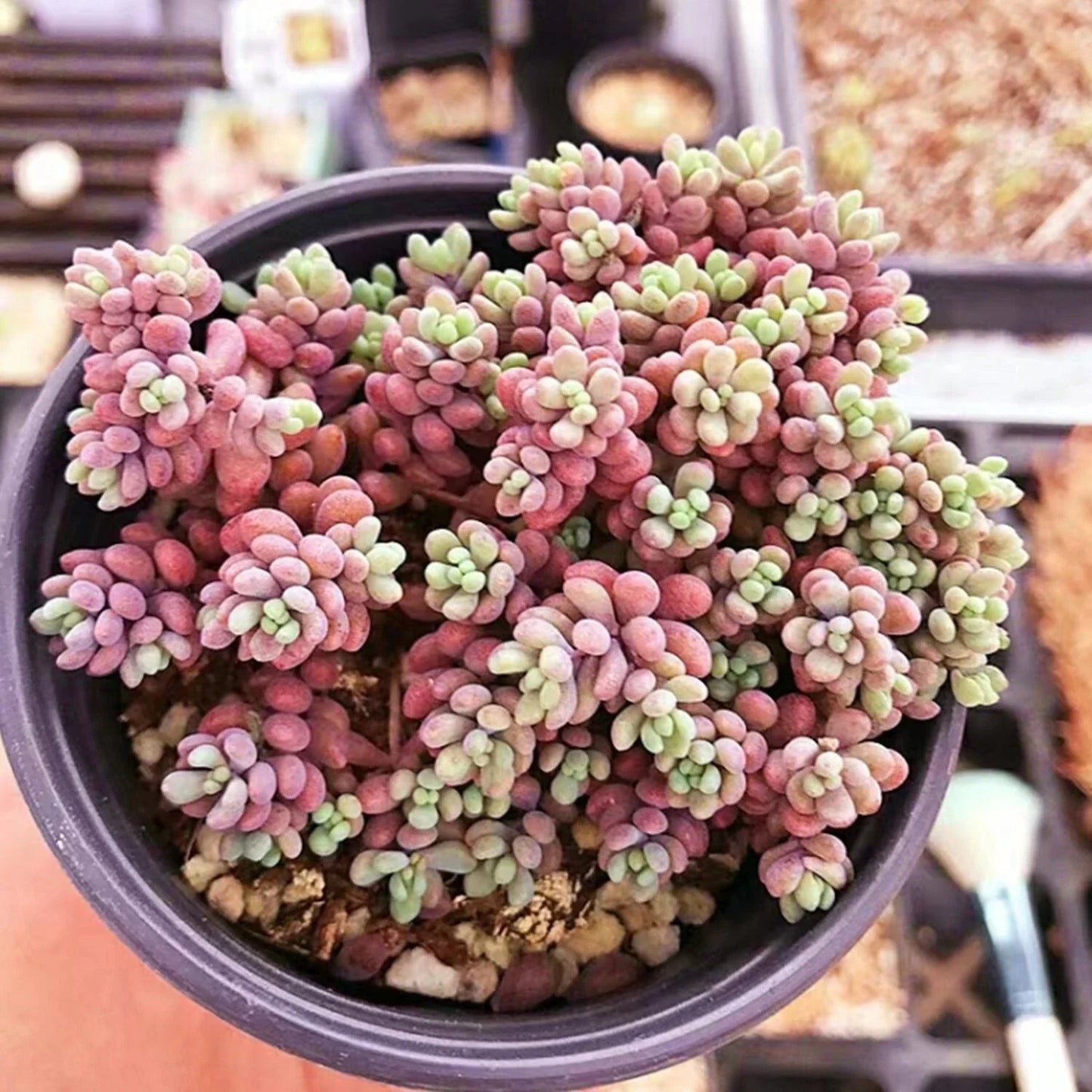 Sedum 'Corsican Stonecrop' 4in Bare Root Succulent Ground Cover Plant, Drought-Tolerant Perennial, Low Maintenance, Pollinator-Friendly