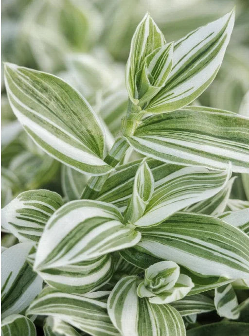 Tradescantia fluminensis Cuttings - Green/White Variegated Wandering Jew Plant - 5 Cuttings or 4" Pot