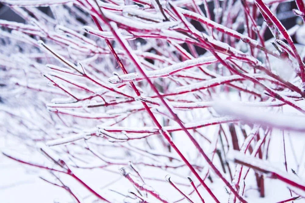 Red Dogwood Cuttings 8 Pack No Roots Easy to Grow Cornus florida for Landscaping
