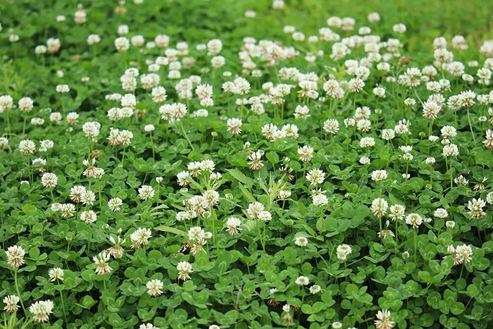 Dutch White Clover Seed - 500+ Seeds for Food Plot, Cover Crop, Pasture - Trifolium repens