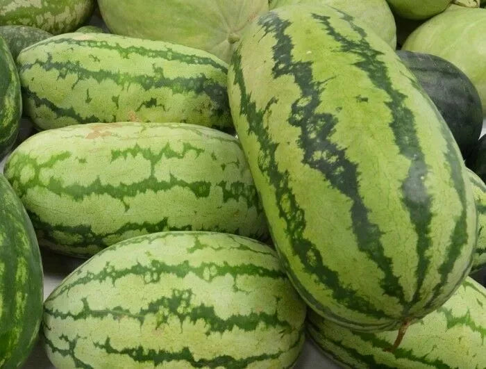 Watermelon Seeds 15 Ct Jubilee Variety NON-GMO Citrullus lanatus USA Seller