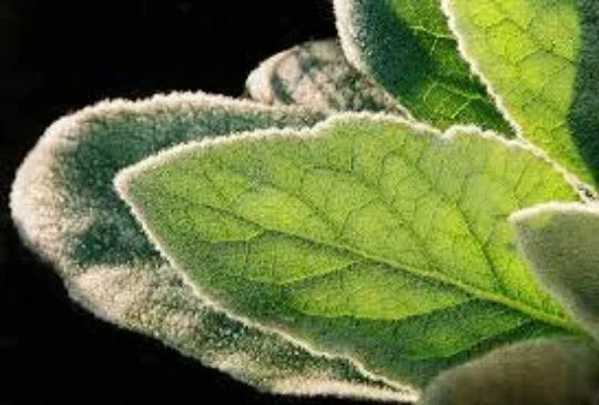 Mullein Plants 2-Pack - Organic Medicinal Herb Verbascum thapsus Wildcrafted