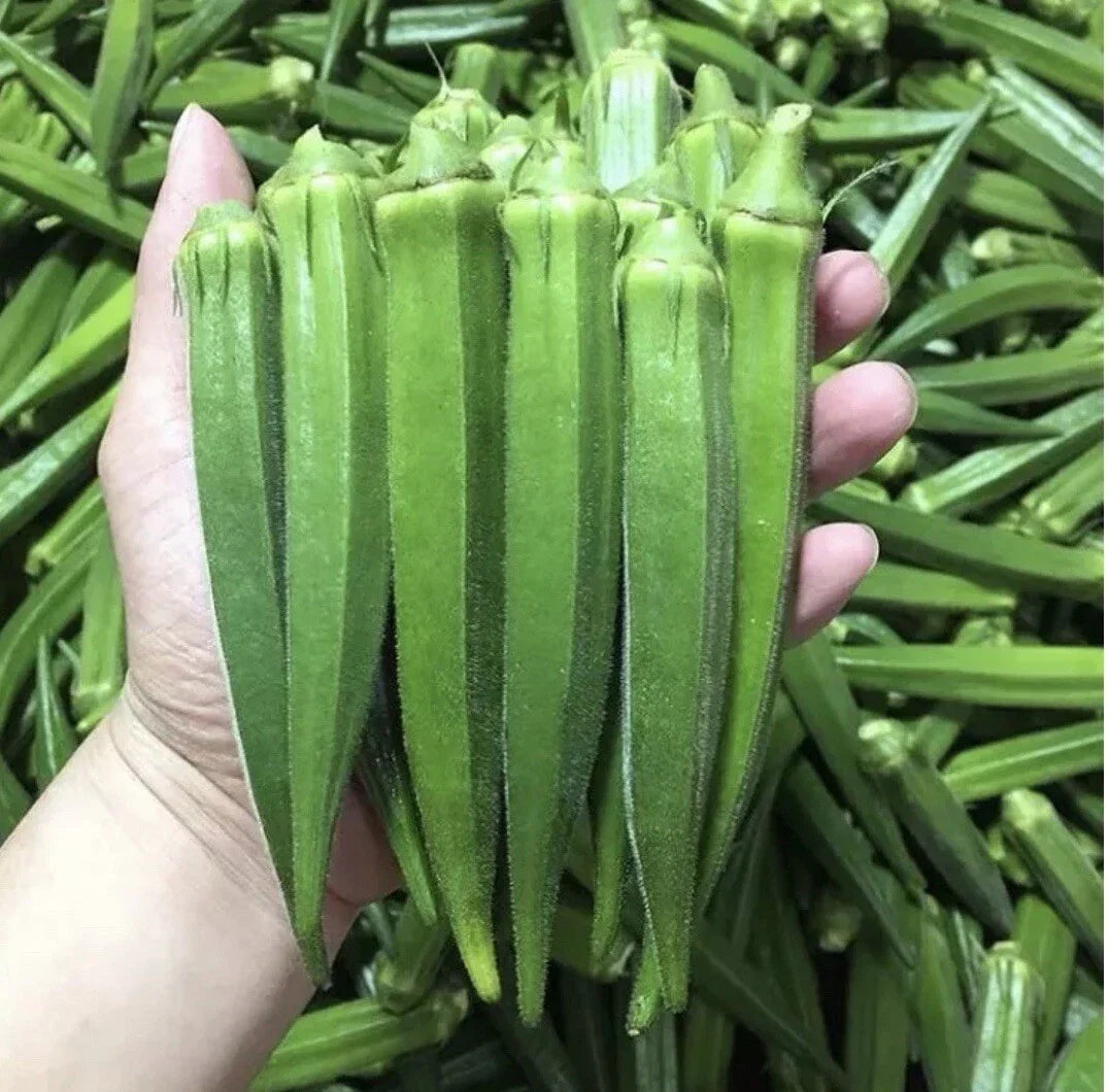 Clemson Spineless Okra Seeds - 500+ Non-GMO Heirloom with Free Green Eggplant Seeds