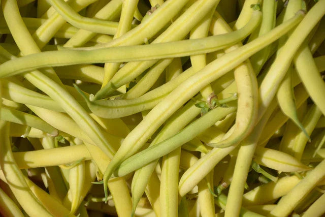 Golden Wax Bean Seeds - High-Quality Phaseolus vulgaris for Home Gardens