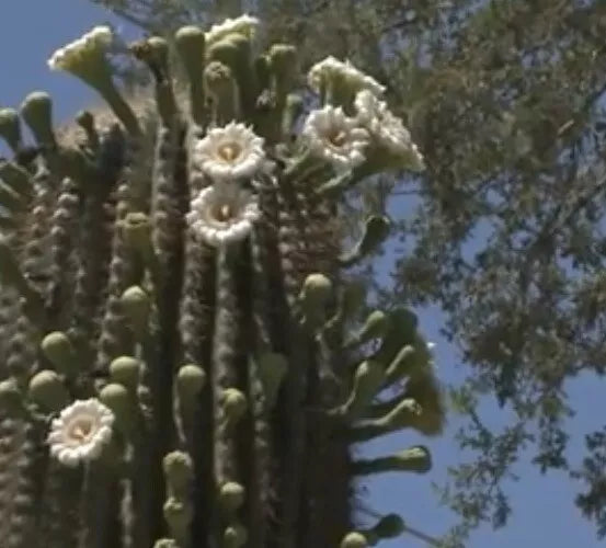 Saguaro Cactus Seeds - 25+ Pack - Carnegiea gigantea - Desert Plant, Drought Tolerant, Full Sun, USA Seller