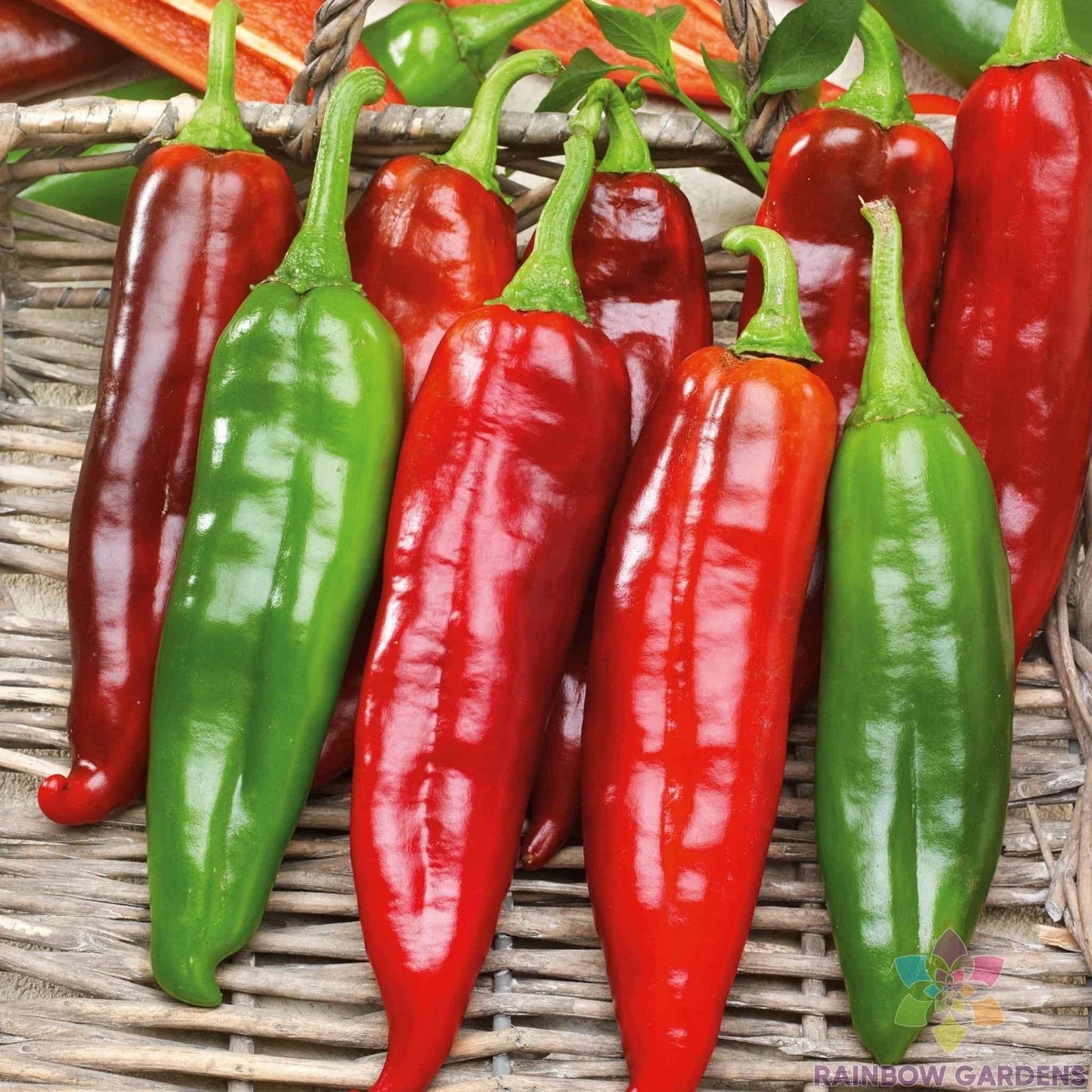 Big Jim Hot Pepper Seeds - 25+ Pack, Capsicum annuum, Spicy Culinary Peppers for Gardening, USA Grown, Free Shipping