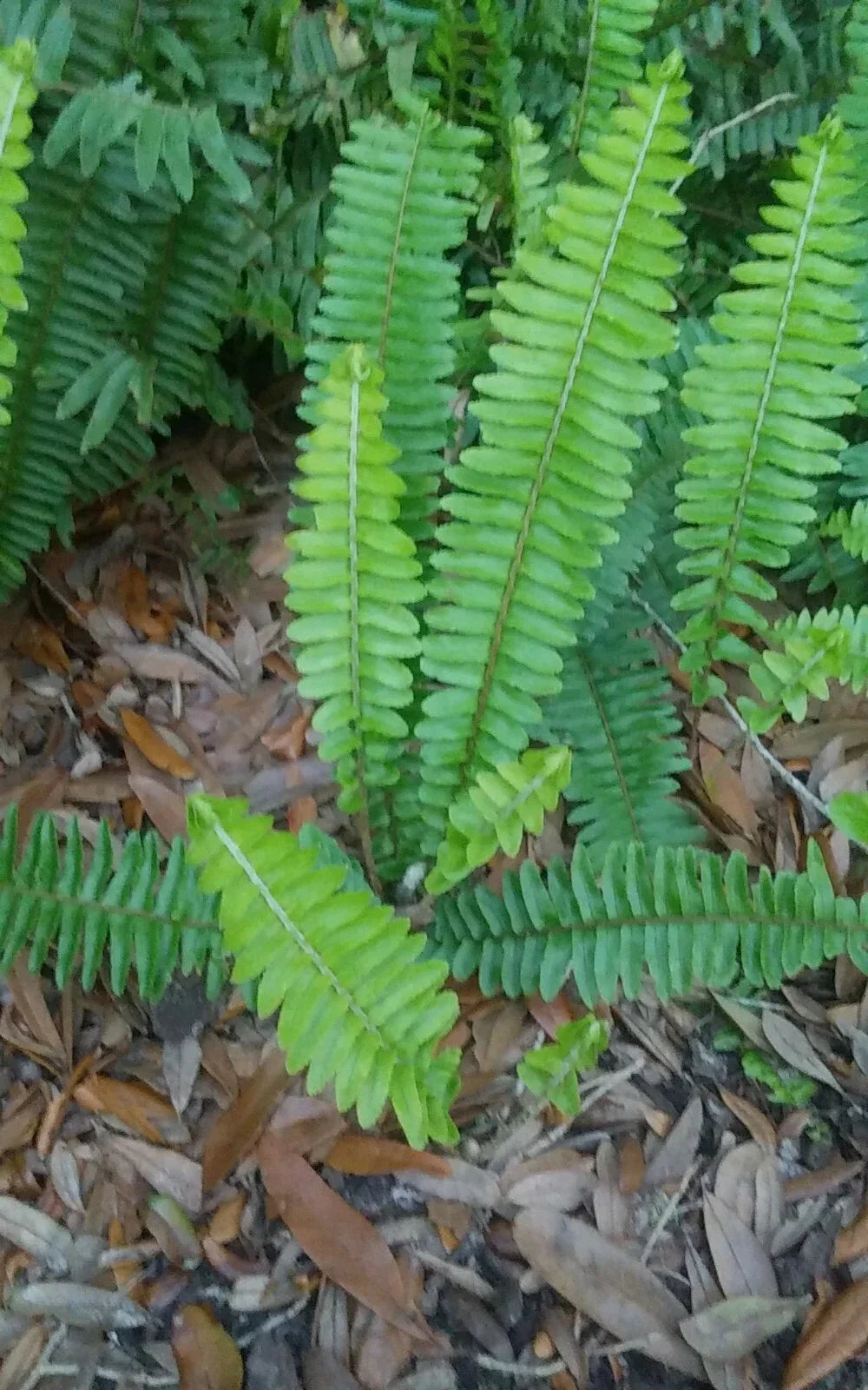 15 Rooted Live Boston Fern Plants - Nephrolepis exaltata - Evergreen Shade Plants