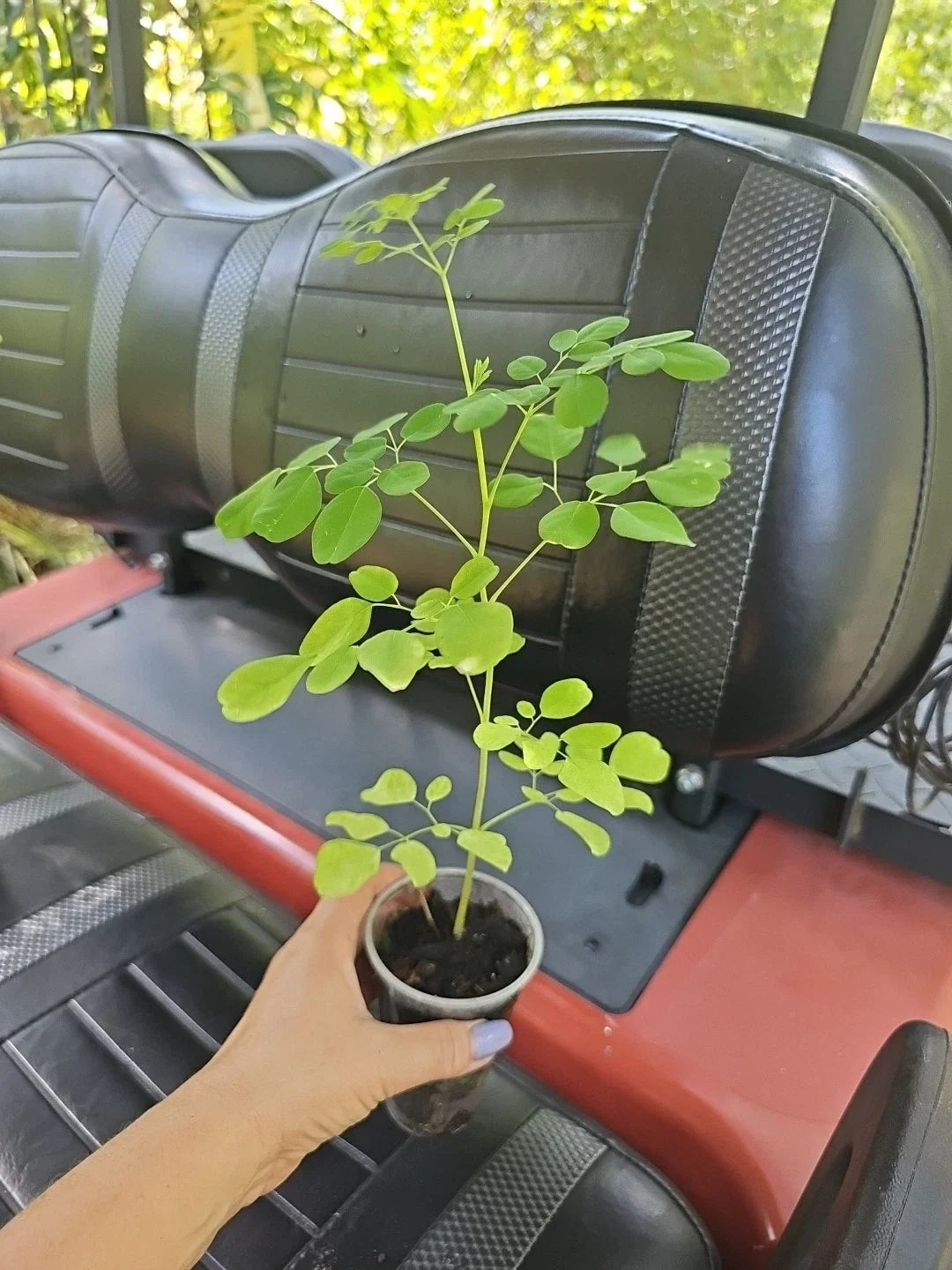 Moringa oleifera Live Plant 15" Tree of Life Food Forest, Drought-Resistant, Full Sun, Container or Ground Plant