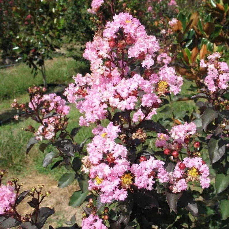 Rhapsody Cape Myrtle Seeds - 20 Perennial Flower Seeds Lagerstroemia indica for Garden, Landscaping, Pollinators