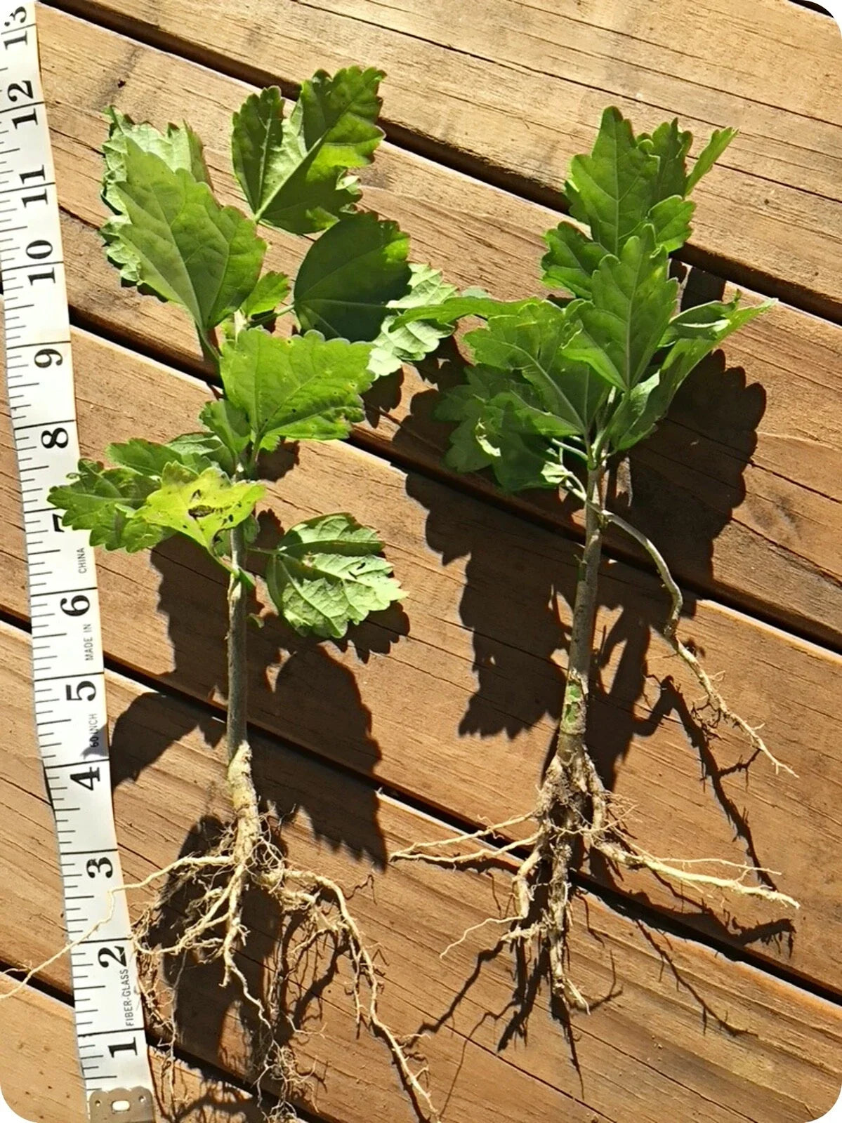 Organic Live Rose of Sharon Hibiscus Plants – 2 Starter Bushes with Roots – Hibiscus syriacus Deciduous Shrubs for Garden, Hedges, Borders