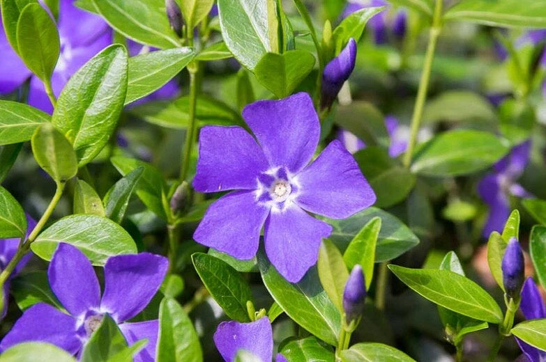 Periwinkle Plants - Vinca Minor Ground Cover - 20+ Varieties Ready to Plant