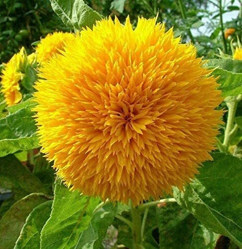 RattleFree Teddy Bear Sunflower Seeds 50 Count | Heirloom & Non-GMO Helianthus annuus