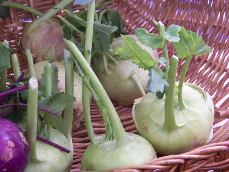 Kohlrabi Seeds - 400 Non-GMO Heirloom Early White Vienna Brassica oleracea Vegetable Gardening