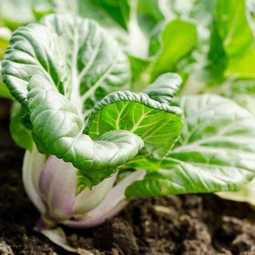 Baby White Stem Bok Choy Seeds - Extra Dwarf Pak Choi Brassica rapa for Container Gardening and Small Spaces