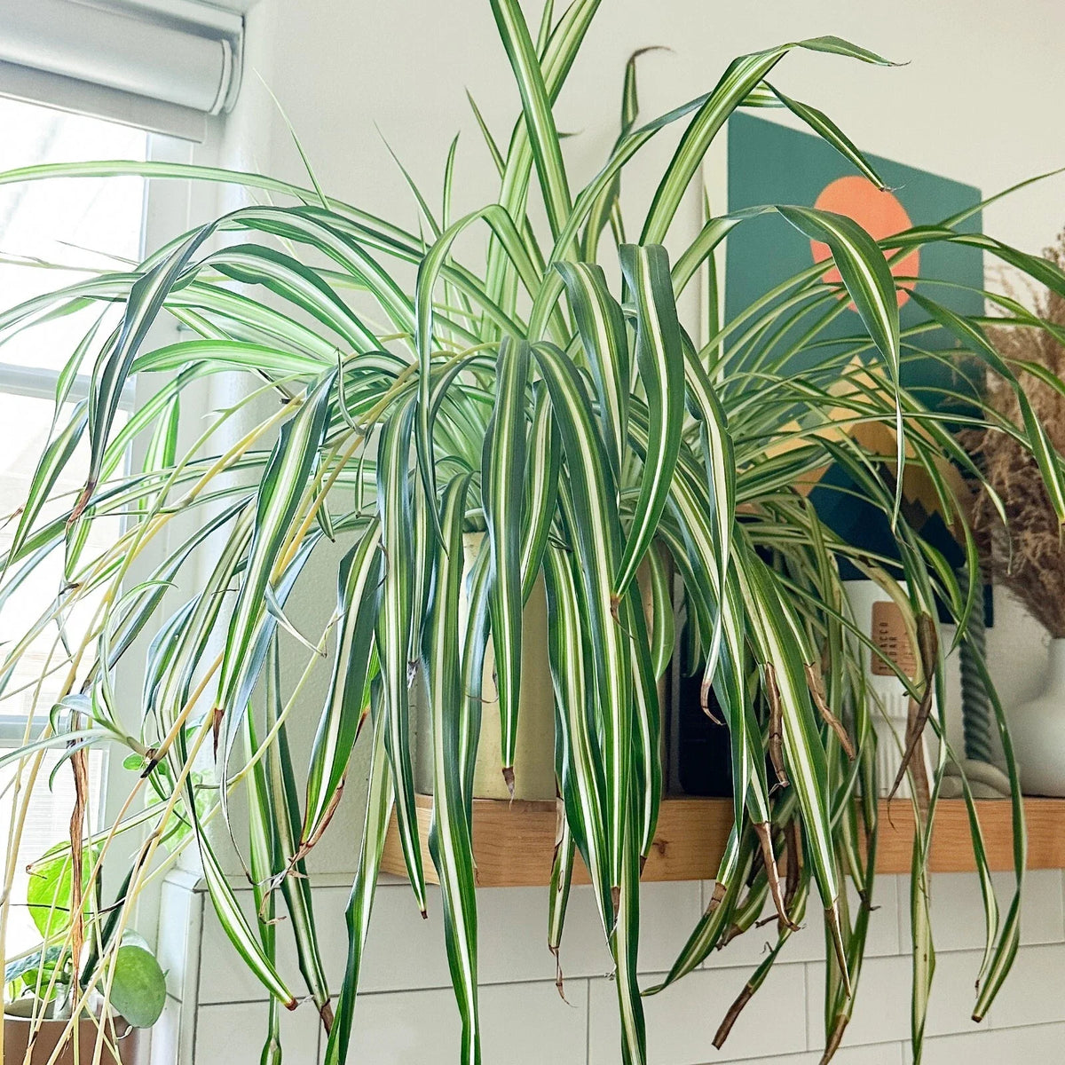 Rooted Spider Plant Cuttings - Chlorophytum comosum - Air-Purifying Indoor Houseplant - Easy Care