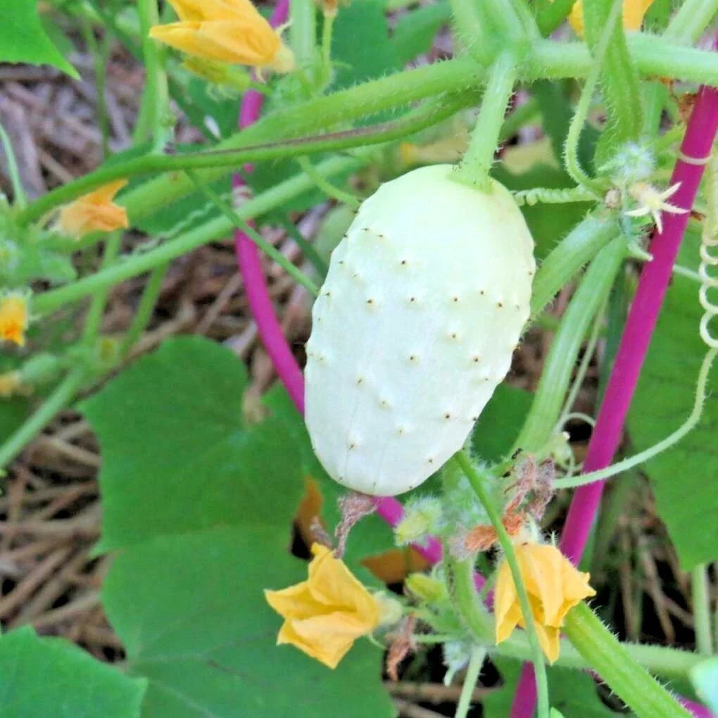 Organic Miniature Sweet White Bush Cucumber Seeds - Cucumis sativus for Container Gardening, Salad & Snacks, 30+ Pack