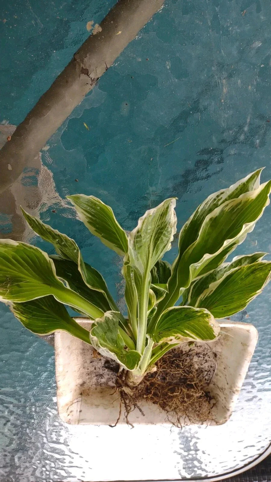 Patriot Variegated Hosta Root Plant, Shade-Loving, Large Size, Hosta 'Patriot', Low Maintenance Garden Perennial