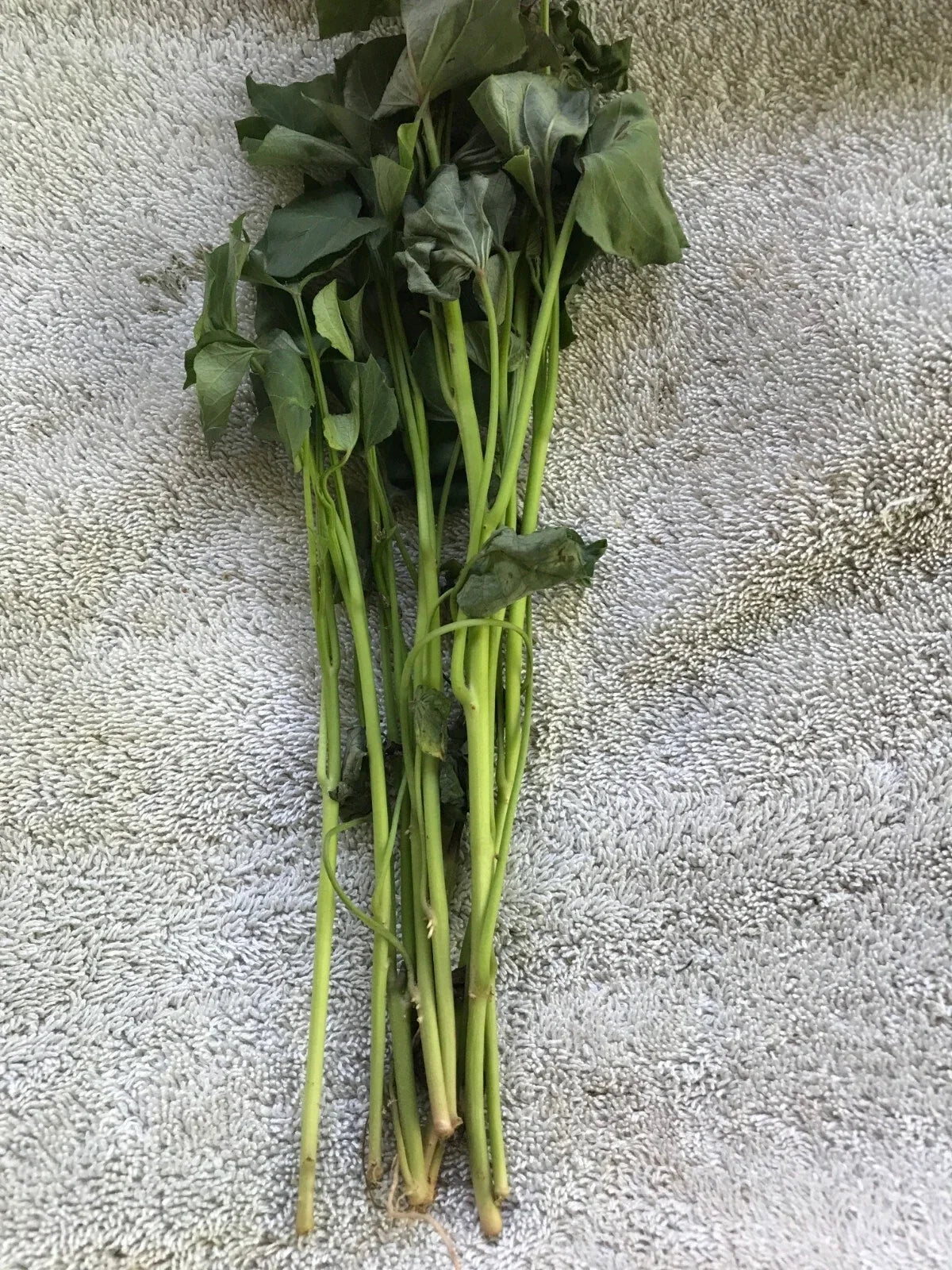 Beauregard Sweet Potato Slips – 20 Live Cuttings – Ipomoea batatas – High-Yielding, Easy to Grow, Bountiful Harvest