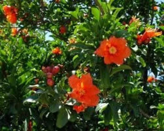 Pomegranate Seeds - 30 Punica Granatum Seeds for Bonsai and Fruit Tree