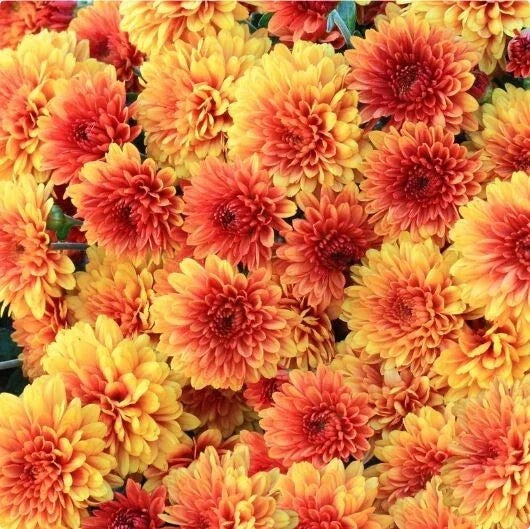 Honeyed Blaze Mum Seeds - 200+ Chrysanthemum morifolium Annual Flower Seeds for Gardens & Landscapes