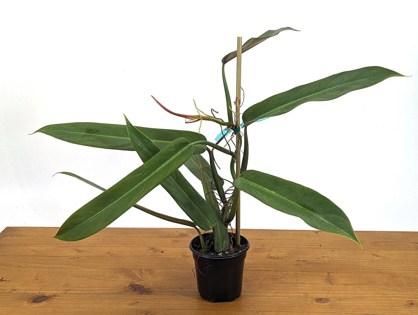 Philodendron Bicolor Plant in 4-Inch Pot, Rare Aroid Indoor Houseplant, Green and Pink Foliage, Rooted, Easy Care