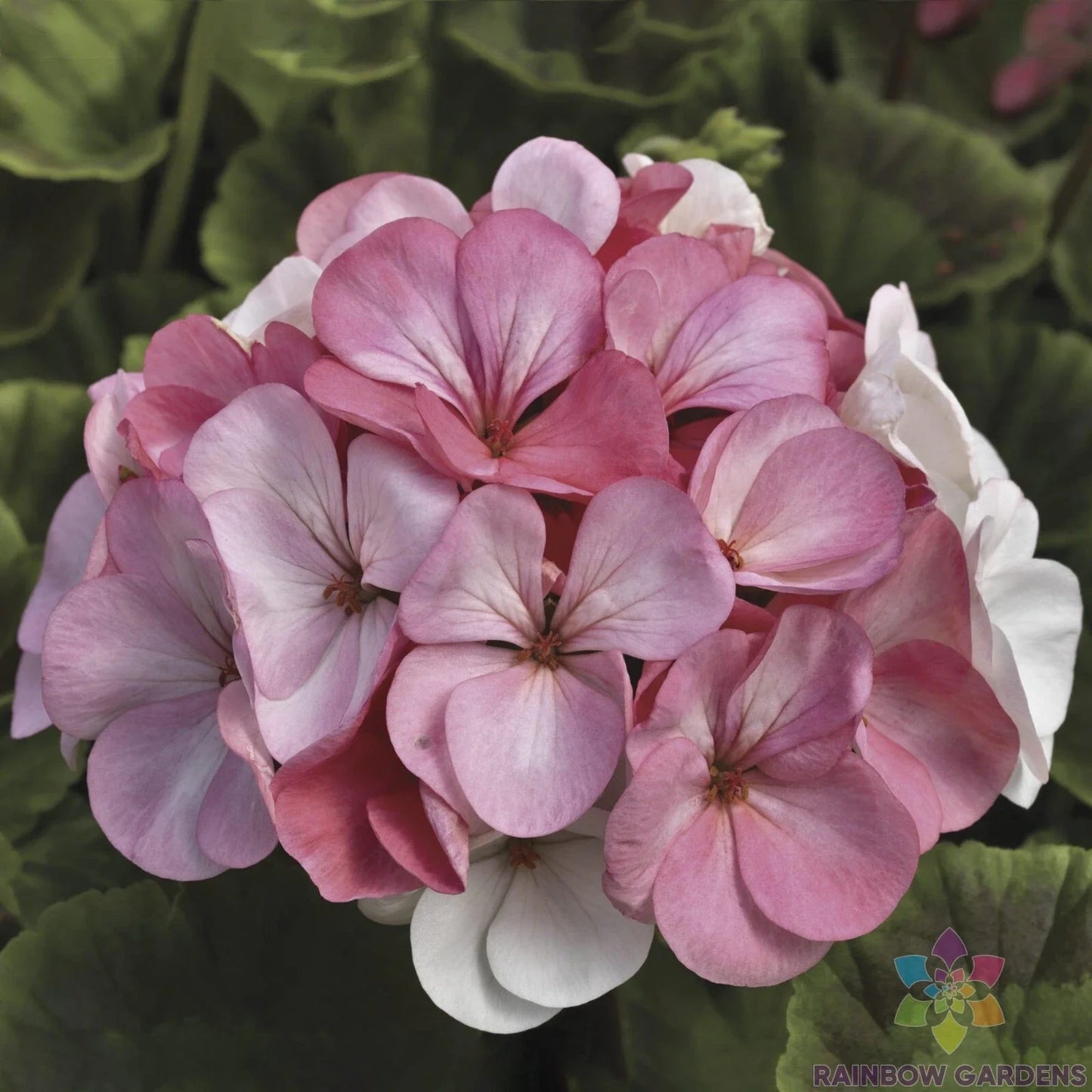 Pinto Geranium Seeds 25+ Pelargonium x hortorum White to Rose Flowering Plant for Garden, Pots, Containers